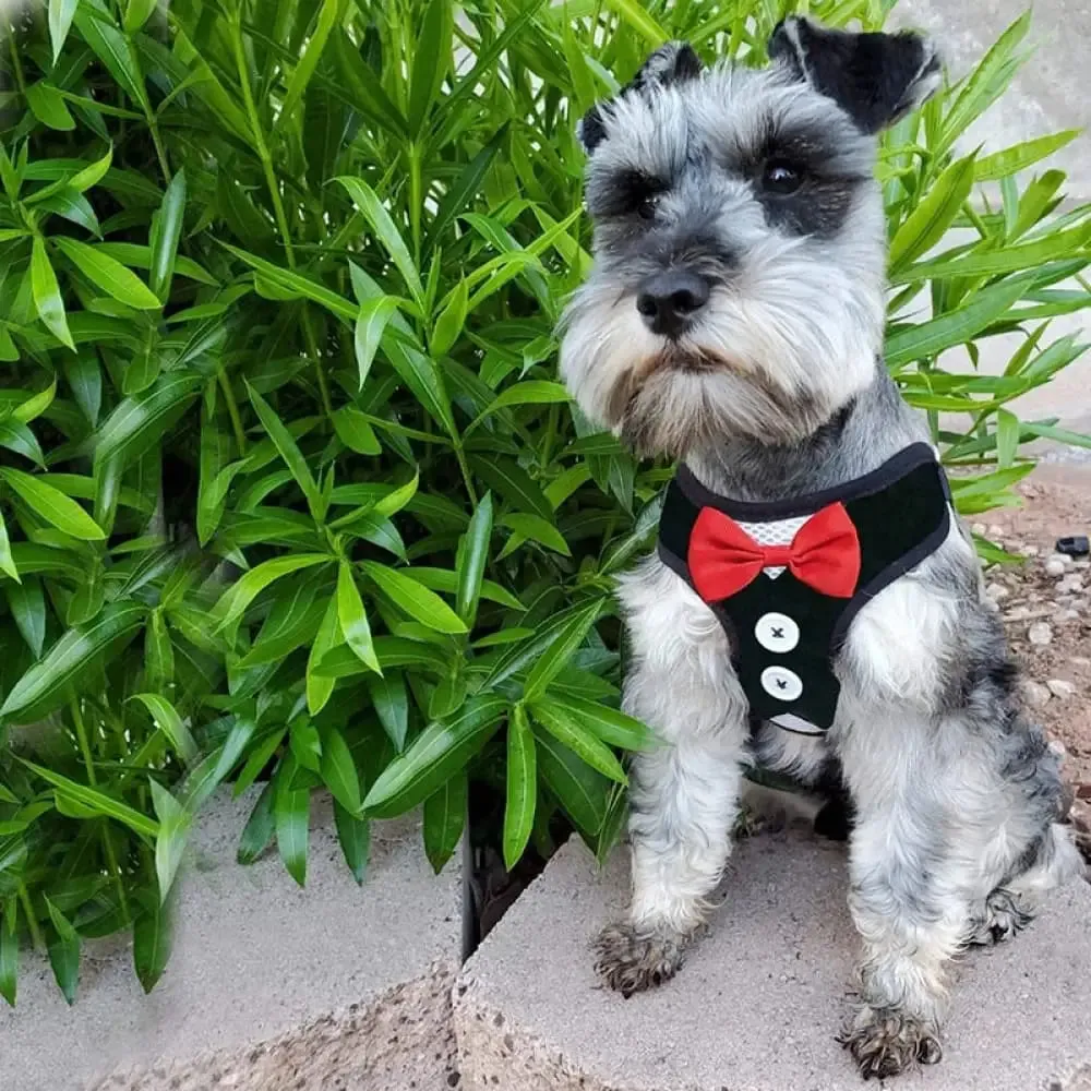 Adjustable Easy Control Breathable no Pull Bowtie Harness and Leash Set for Dog, Cat