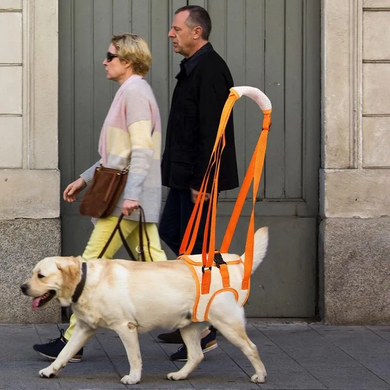 Assistive Pet Leash Belt For Elderly Dogs
