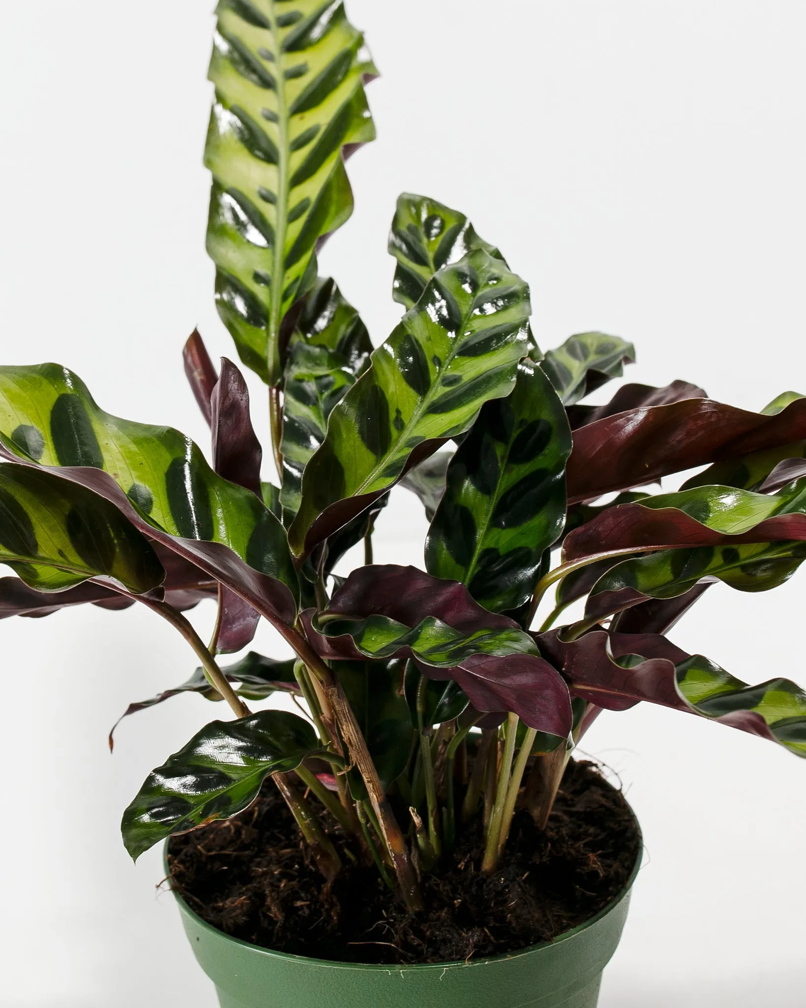 Calathea Rattlesnake