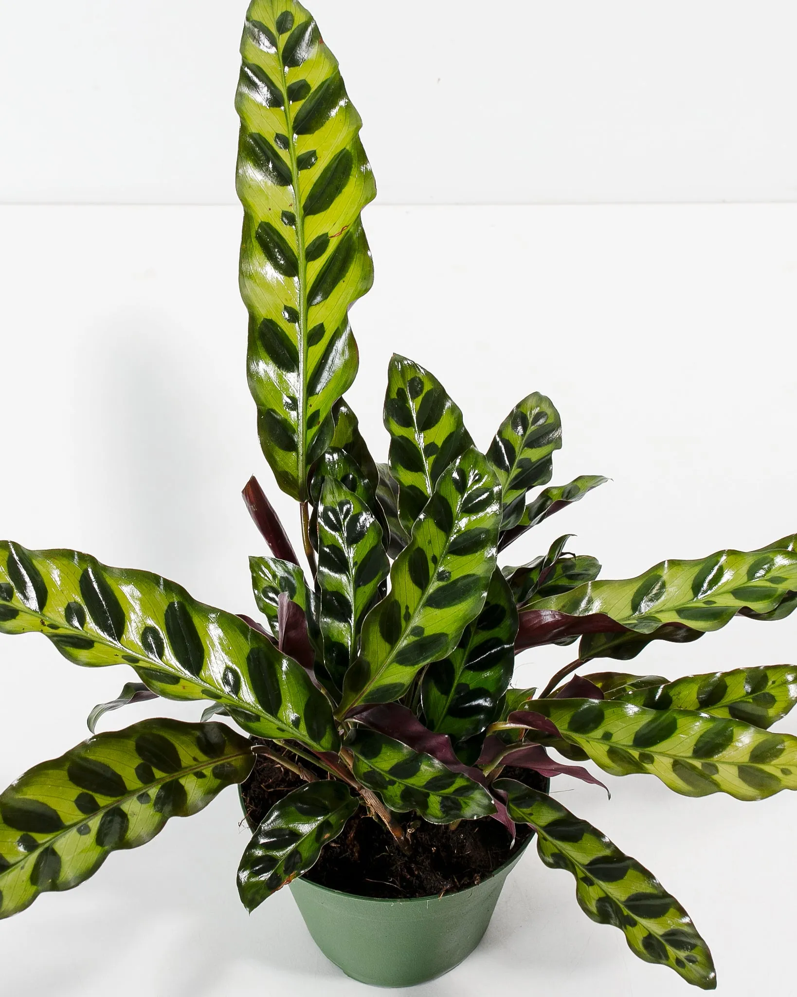 Calathea Rattlesnake