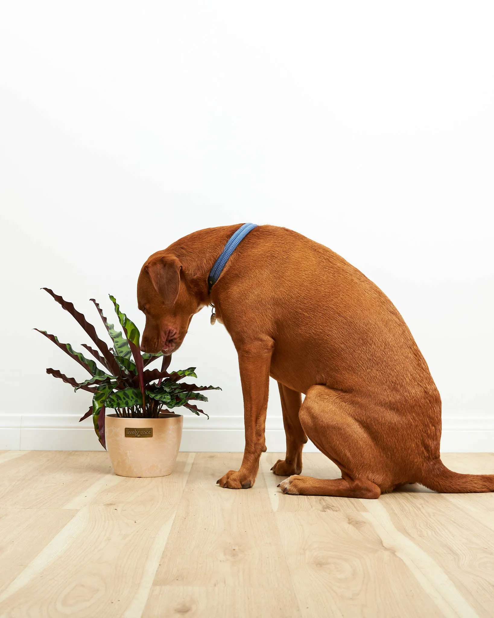 Calathea Rattlesnake