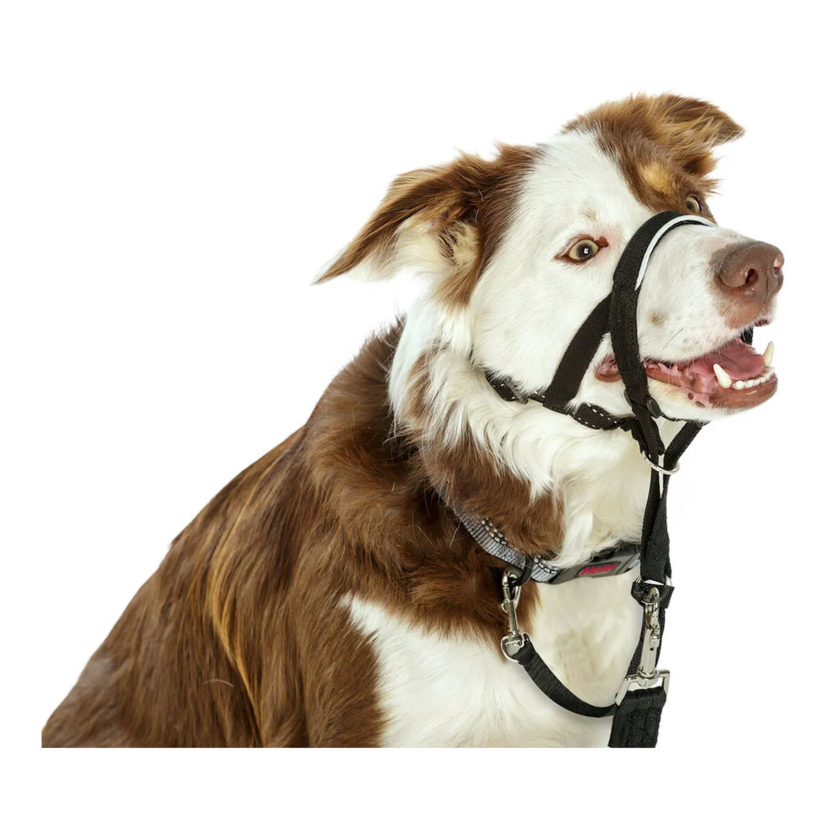 Dog Training Collars by Company of Animals Halti Black Muzzle 3140 Cm