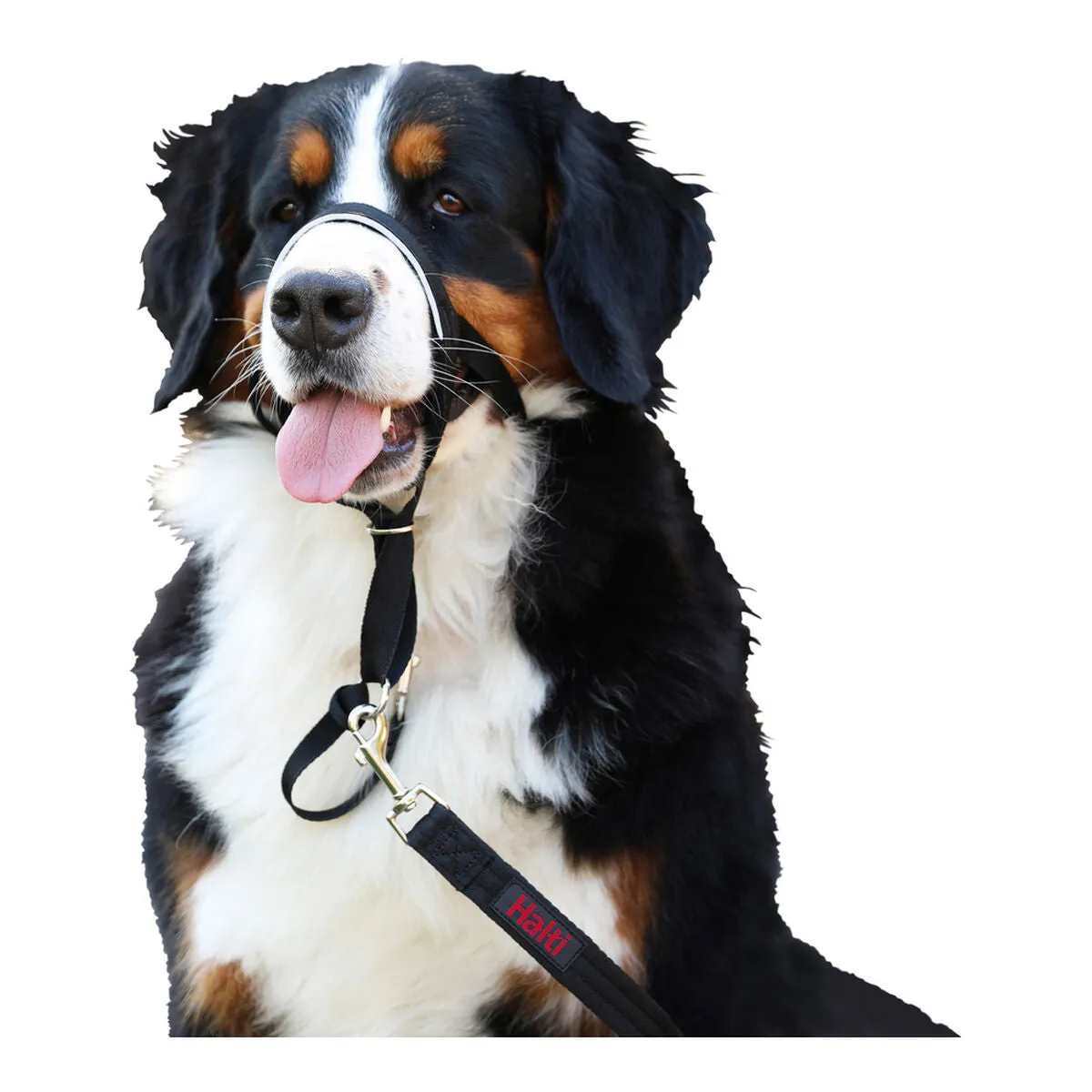 Dog Training Collars by Company of Animals Halti Black Muzzle 3548 Cm