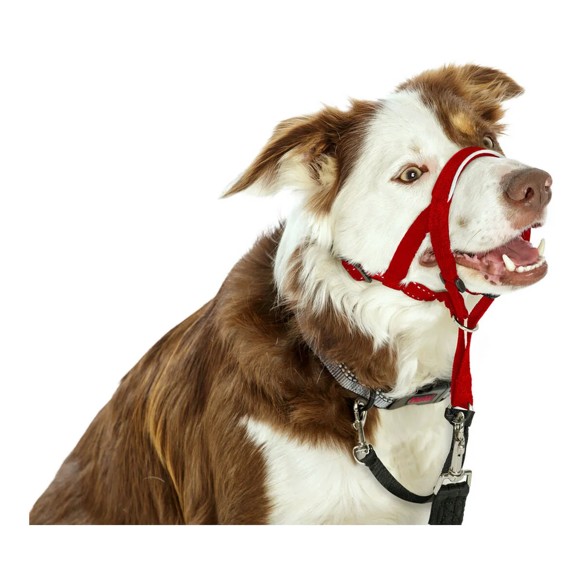 Dog Training Collars by Company of Animals Halti Muzzle 3140 Cm